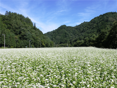 そば花2